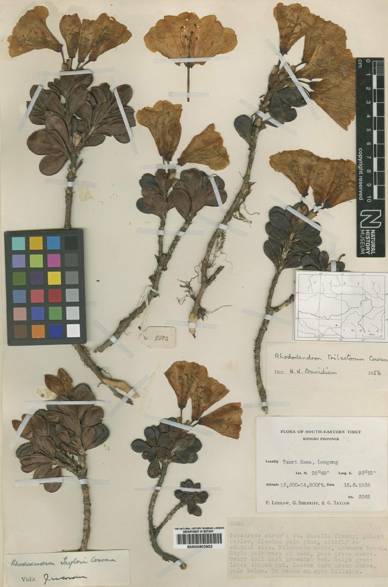 Rhododendron trilectorum