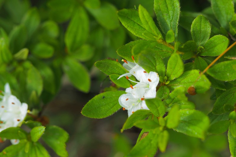 Rhododendron trinerve photo 2