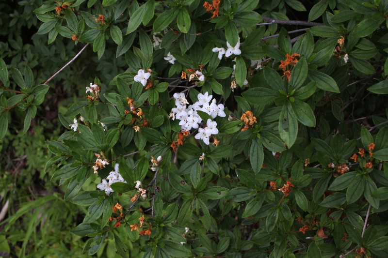 Rhododendron trinerve photo 3