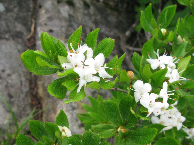 Rhododendron trinerve