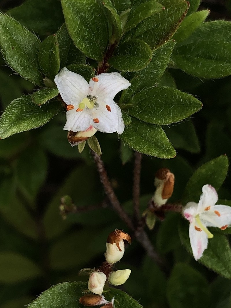 Rhododendron trinerve photo 5