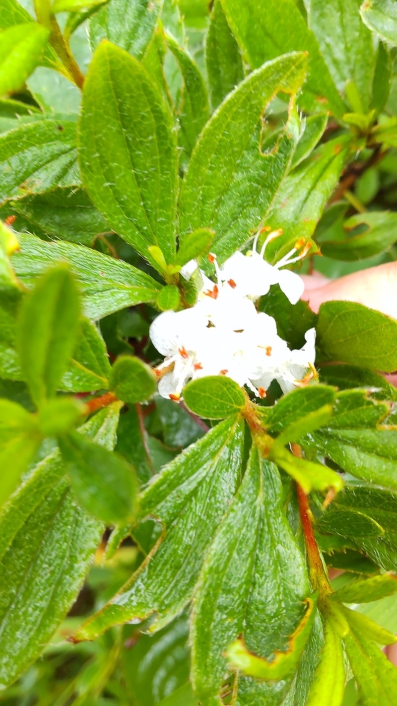 Rhododendron trinerve photo 6