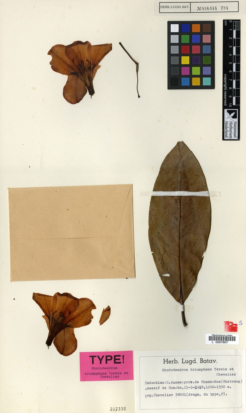 Rhododendron triumphans photo 2