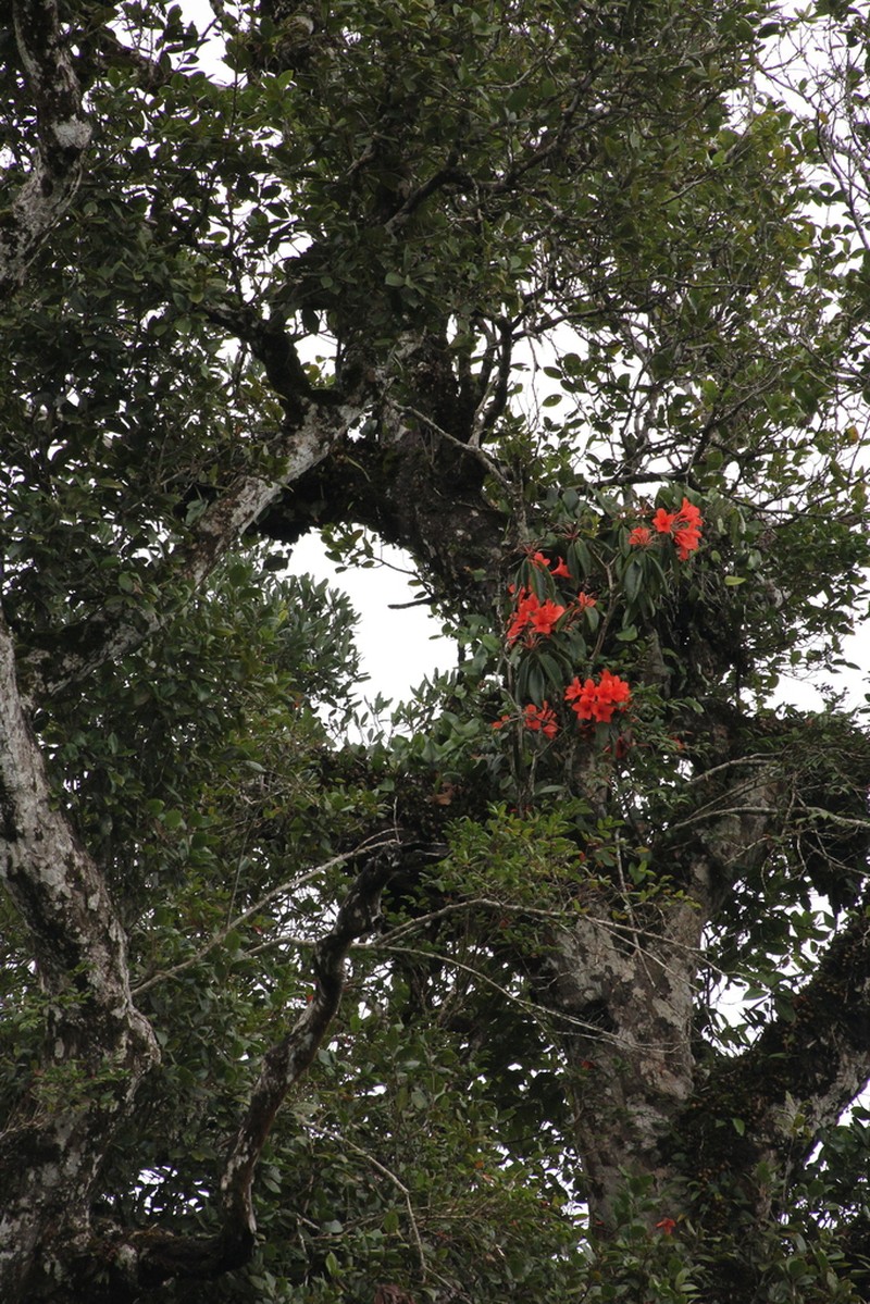 Rhododendron triumphans