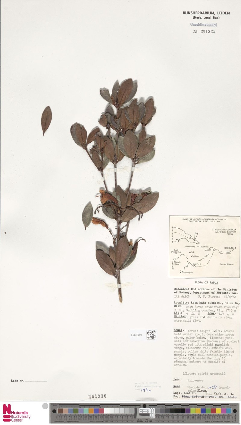 Rhododendron truncicola