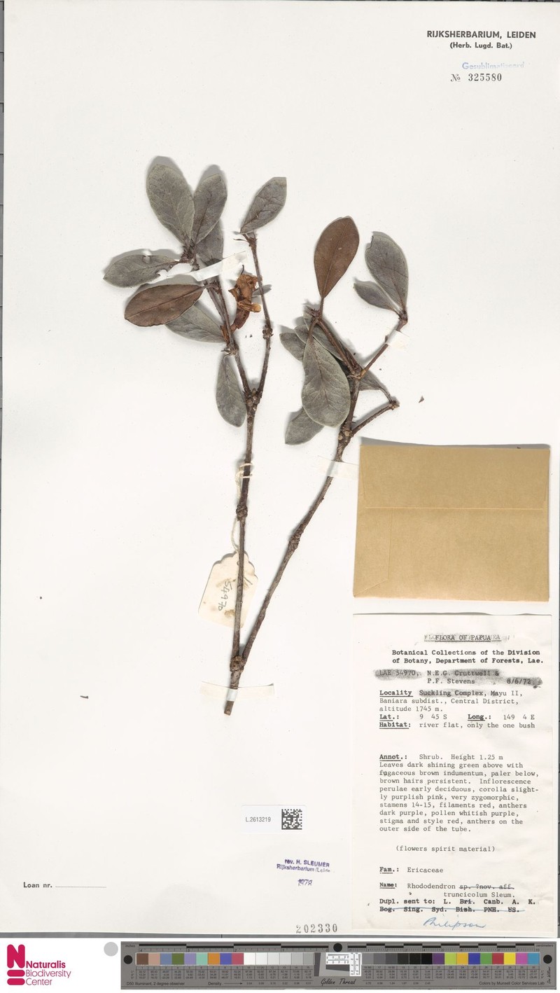 Rhododendron truncicola photo 2