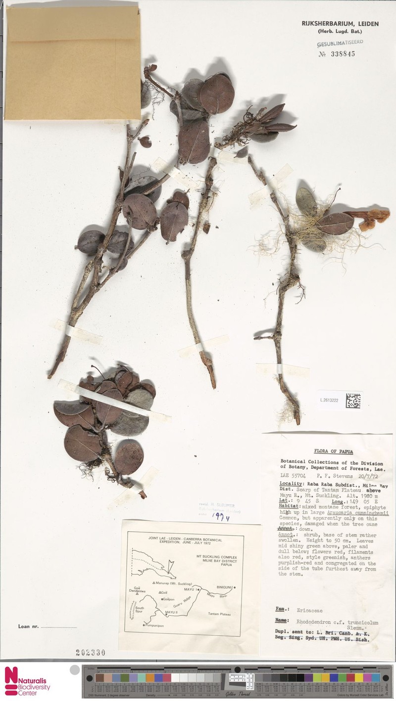 Rhododendron truncicola photo 3