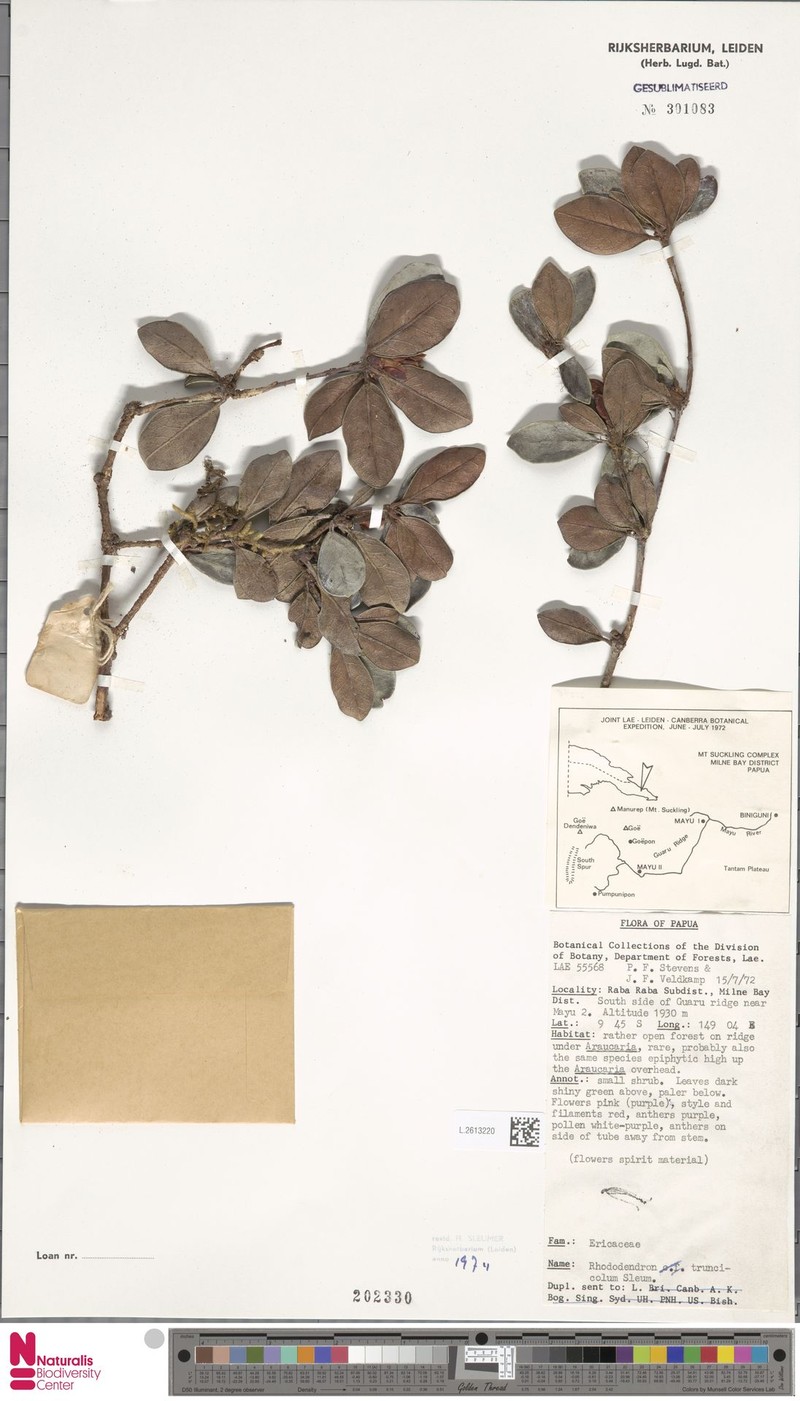 Rhododendron truncicola photo 4