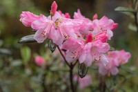 Rhododendron tsariense