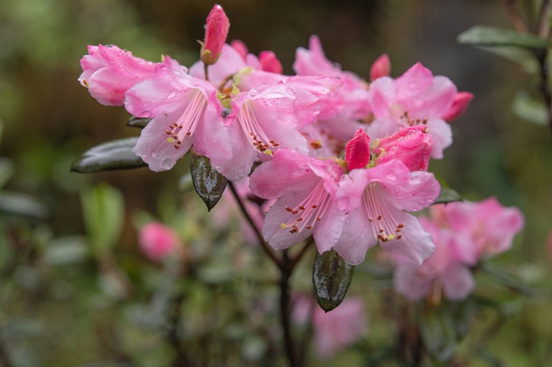Rhododendron tsariense