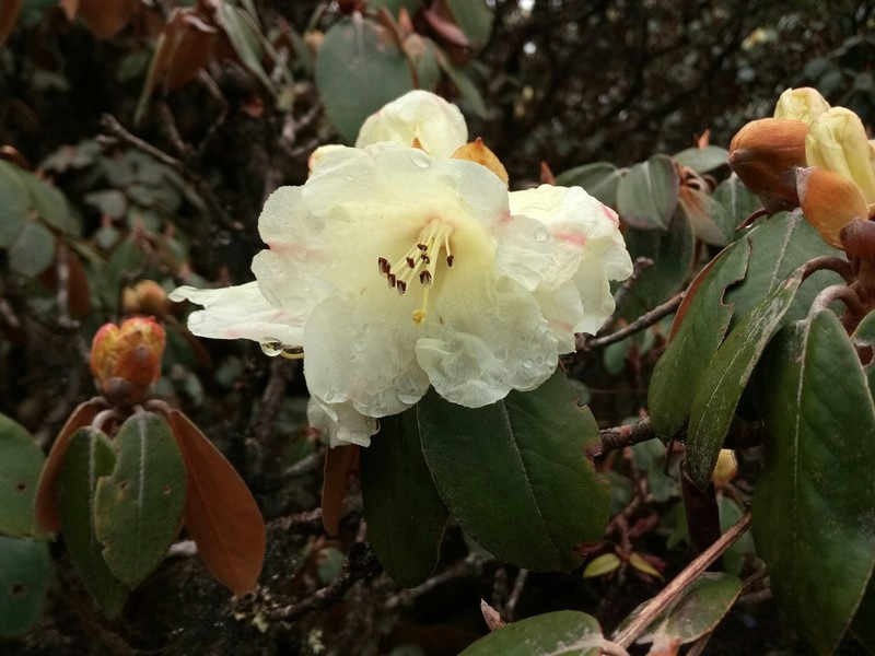 Rhododendron tsariense photo 2
