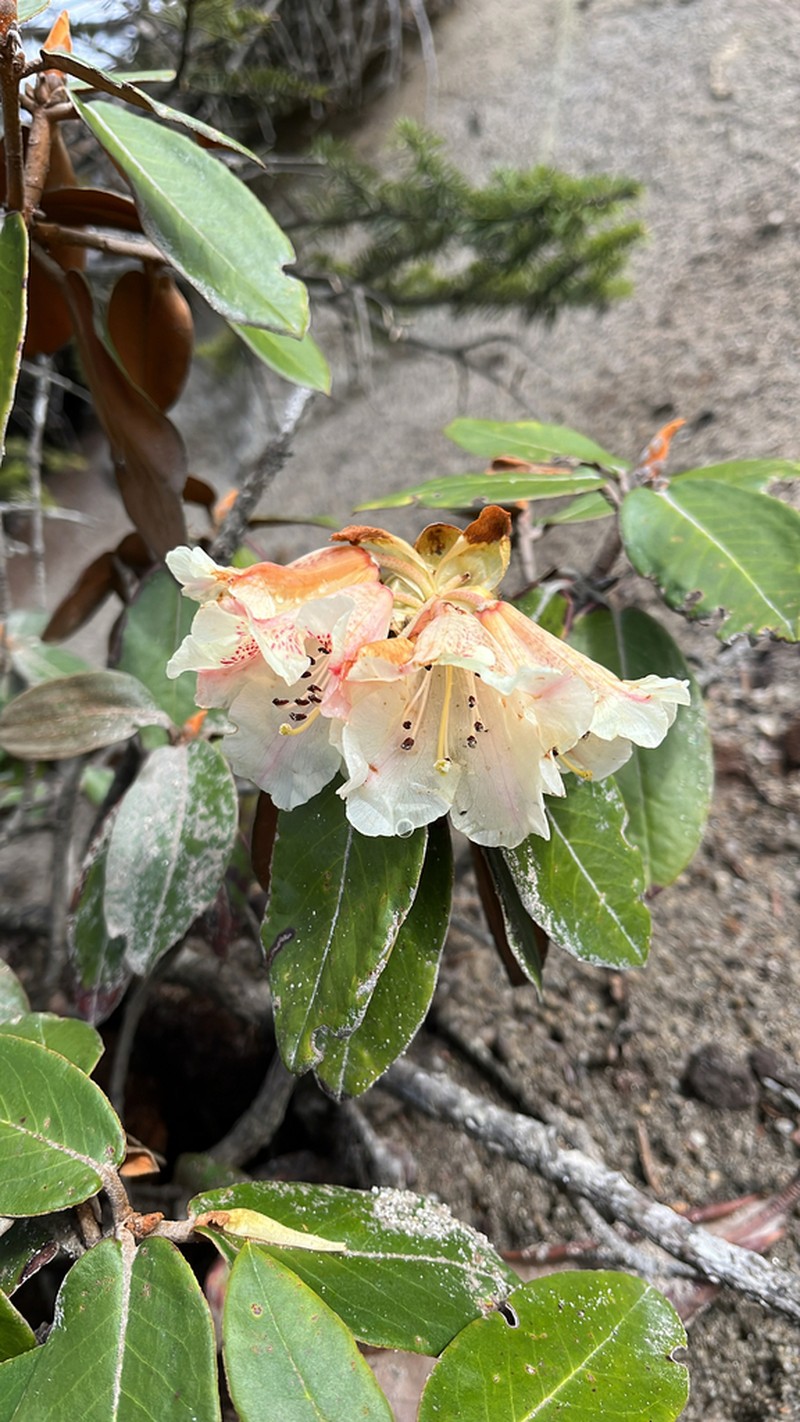 Rhododendron tsariense photo 3