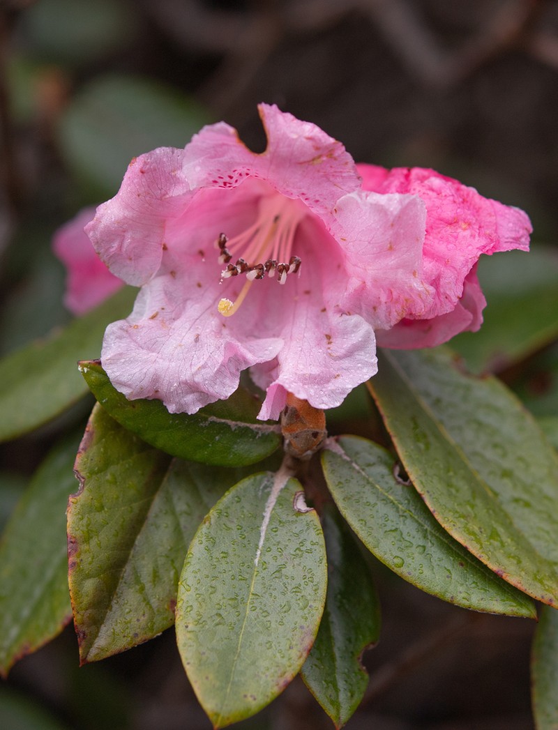 Rhododendron tsariense photo 4