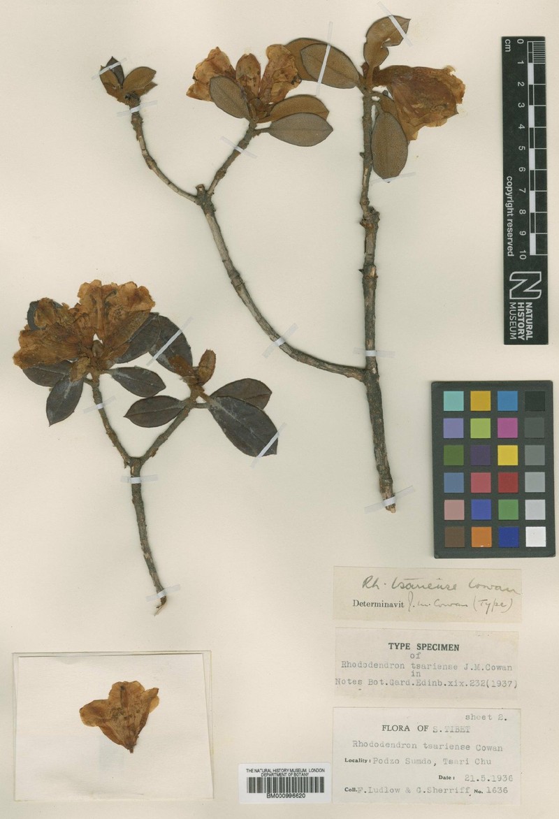 Rhododendron tsariense photo 6