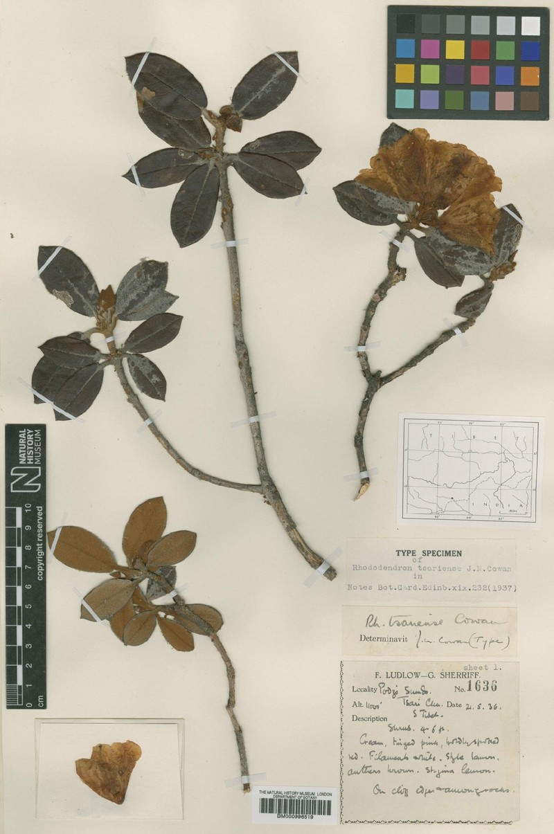 Rhododendron tsariense photo 7