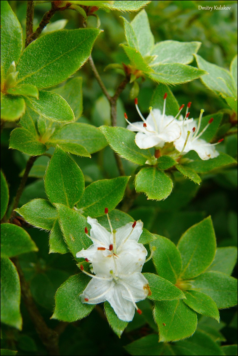 Rhododendron tschonoskii
