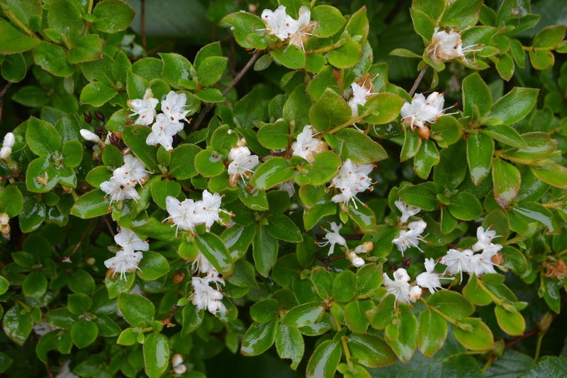 Rhododendron tschonoskii photo 2