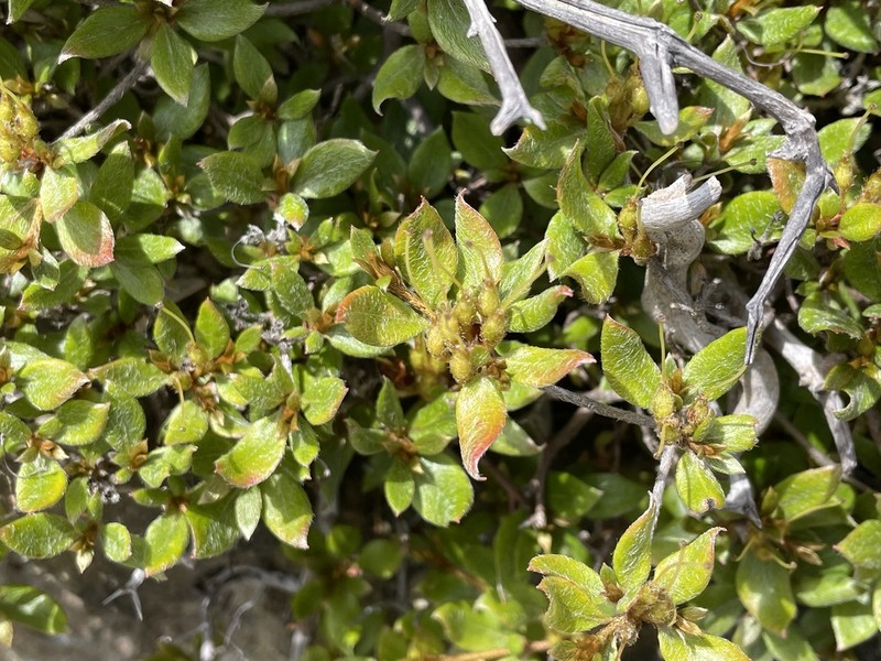 Rhododendron tschonoskii photo 3