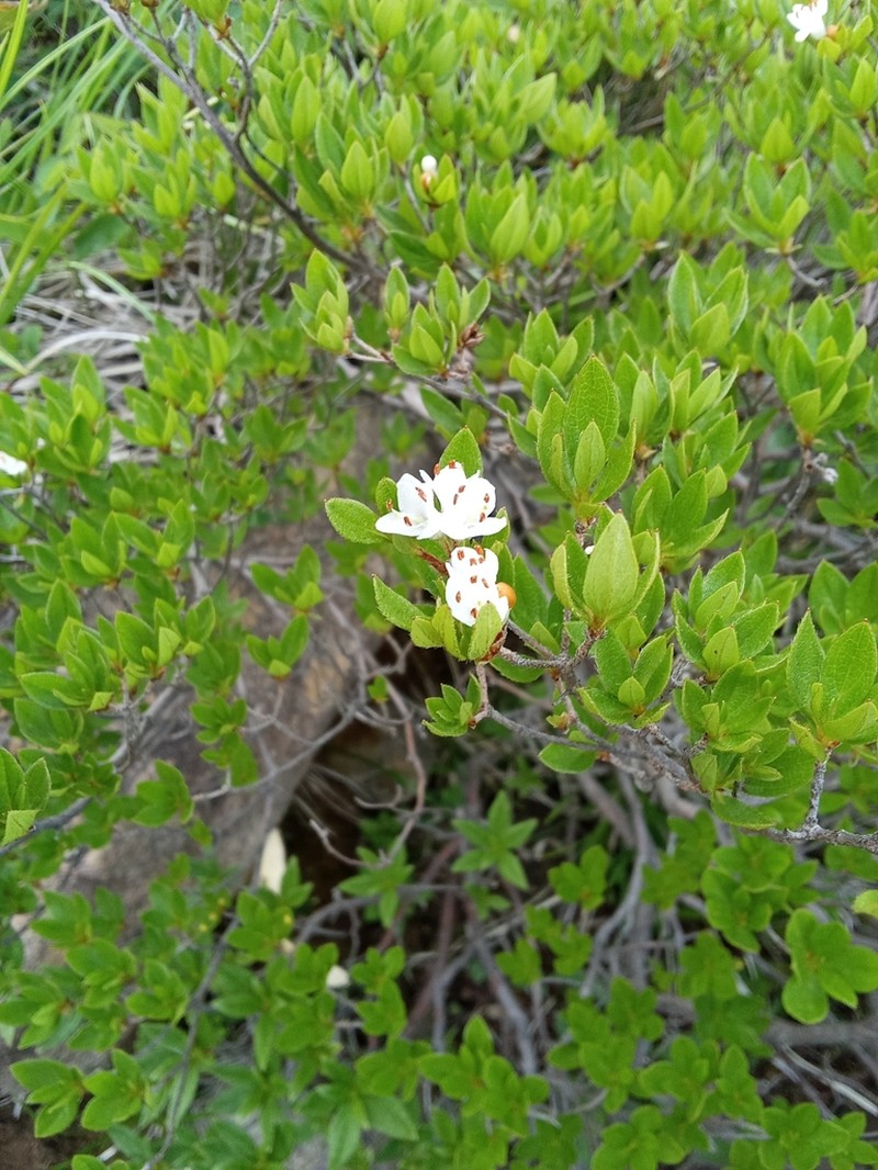 Rhododendron tschonoskii photo 4