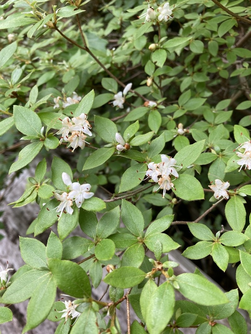 Rhododendron tschonoskii photo 5