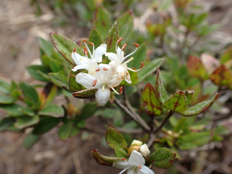 Rhododendron tschonoskii photo 7