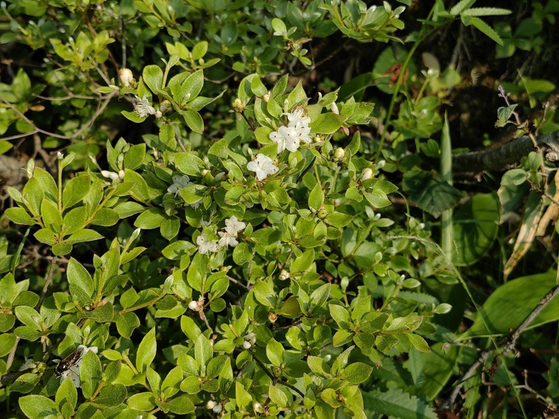 Rhododendron tschonoskii photo 8