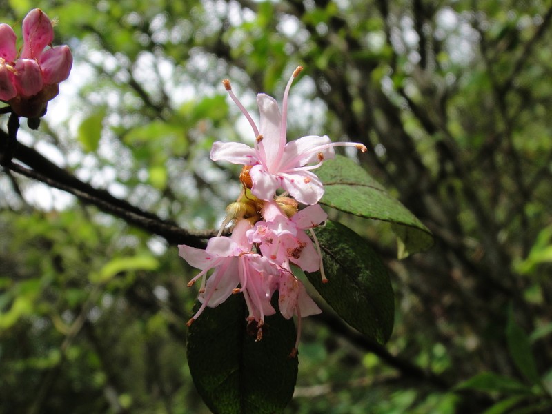 Rhododendron tsoi