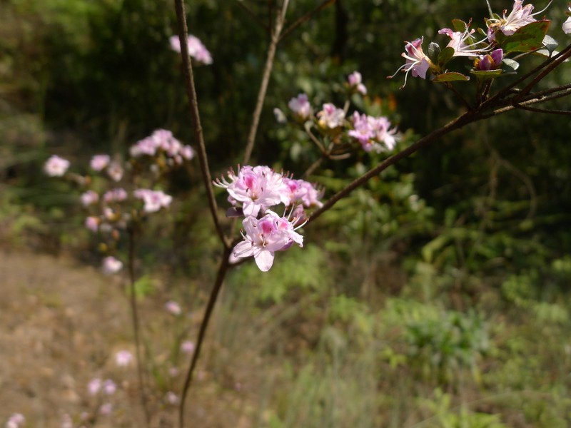 Rhododendron tsoi photo 3