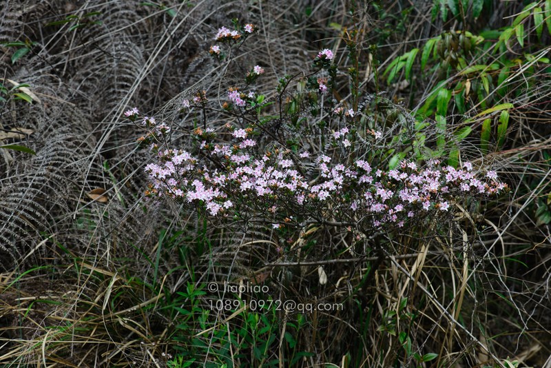 Rhododendron tsoi photo 4