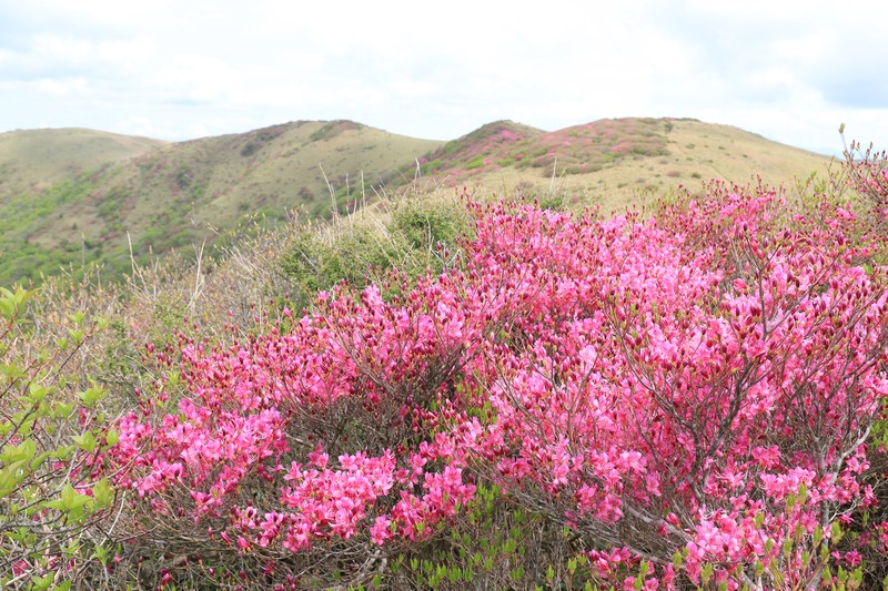 Rhododendron tsurugisanense