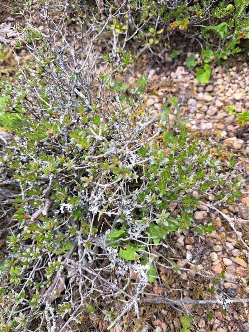 Rhododendron tsusiophyllum