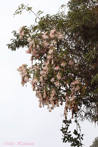 Rhododendron tuba
