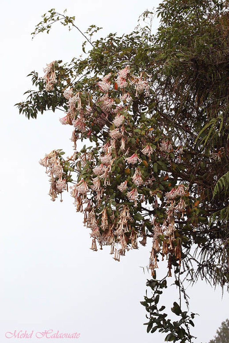 Rhododendron tuba