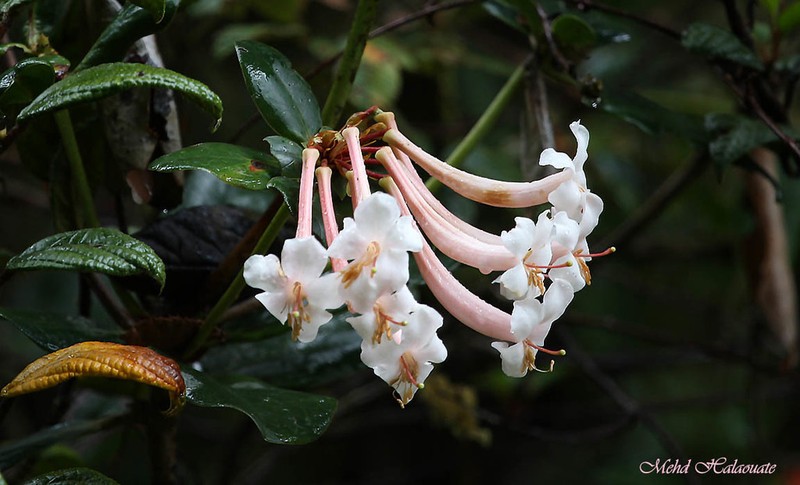 Rhododendron tuba photo 2
