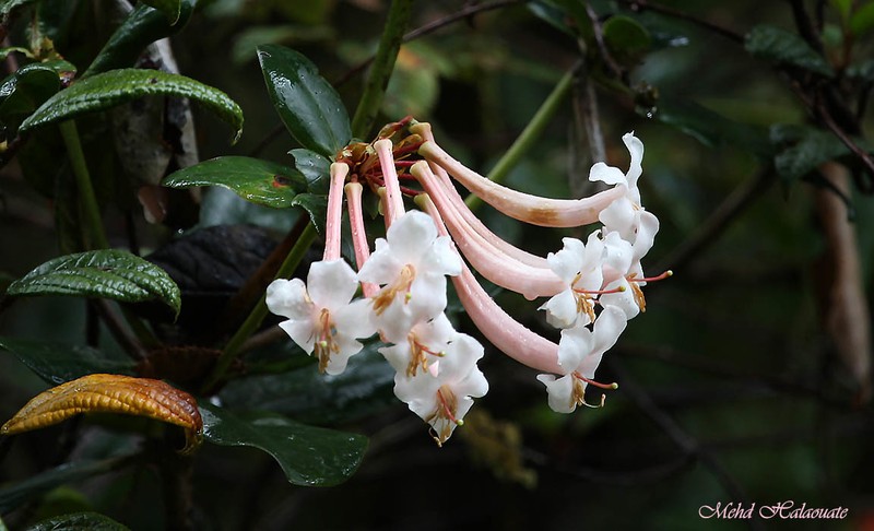 Rhododendron tuba photo 4