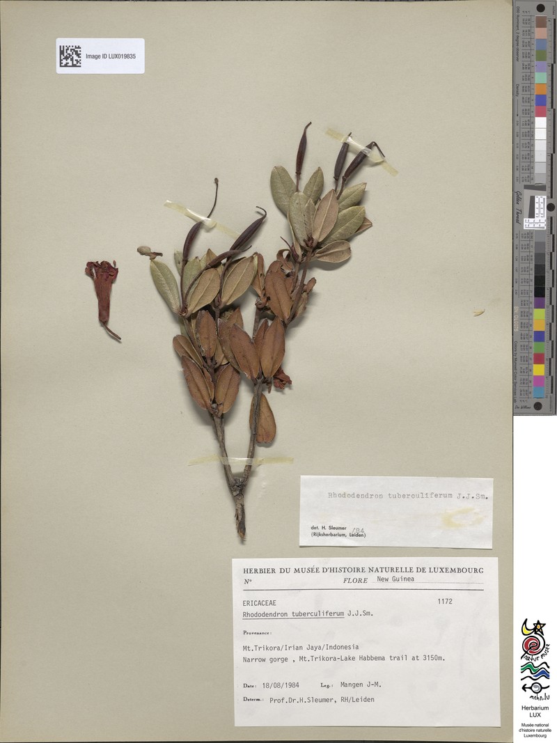 Rhododendron tuberculiferum