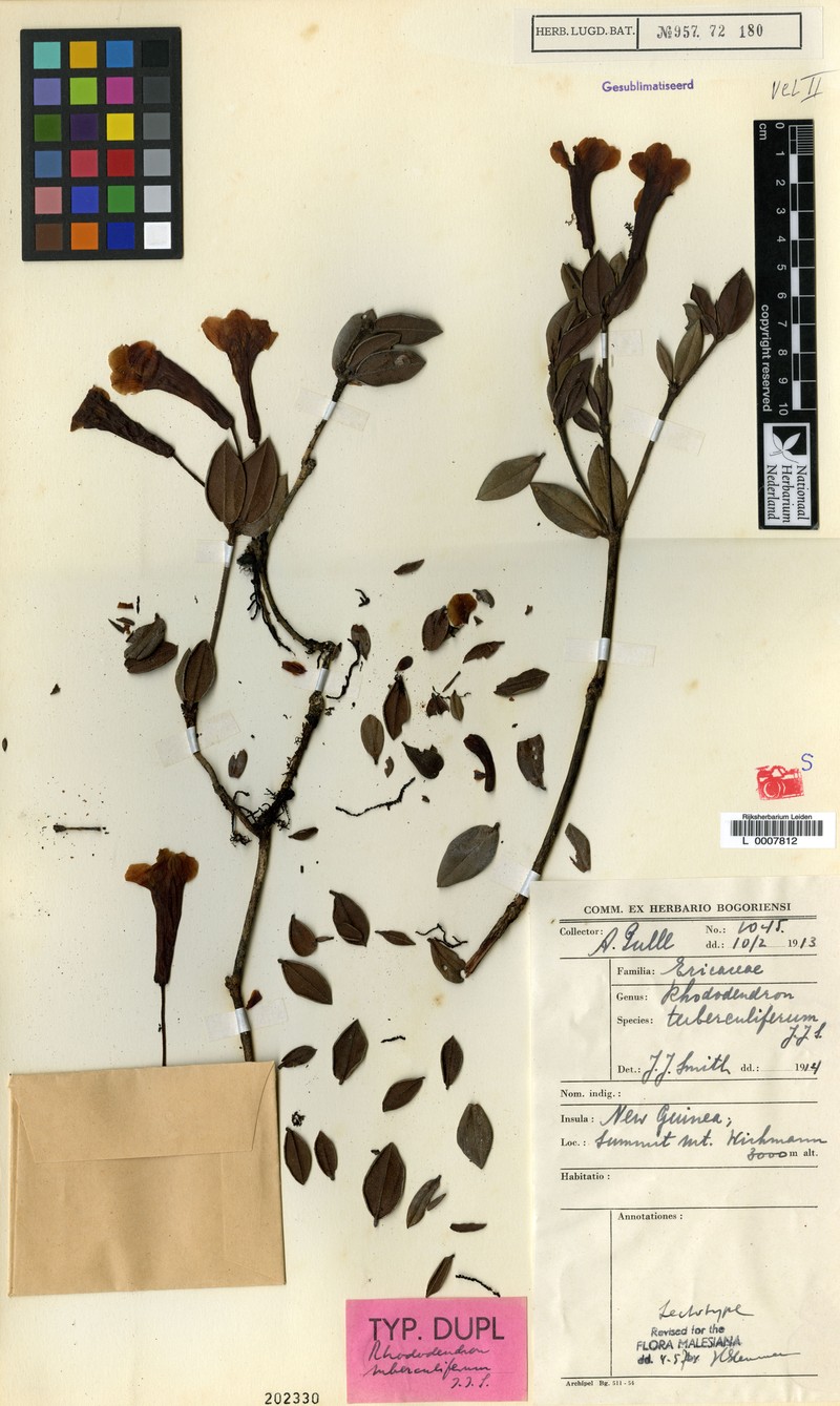 Rhododendron tuberculiferum photo 2