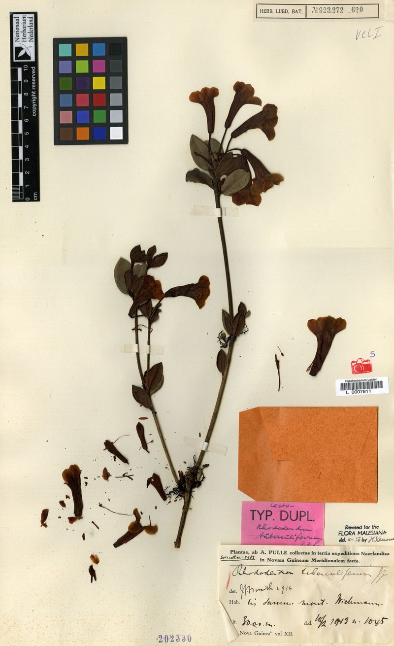 Rhododendron tuberculiferum photo 3
