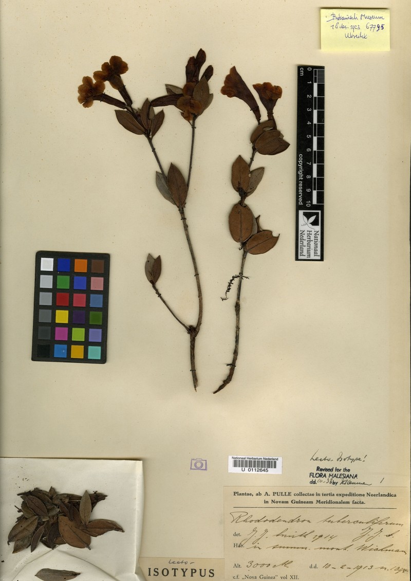 Rhododendron tuberculiferum photo 4