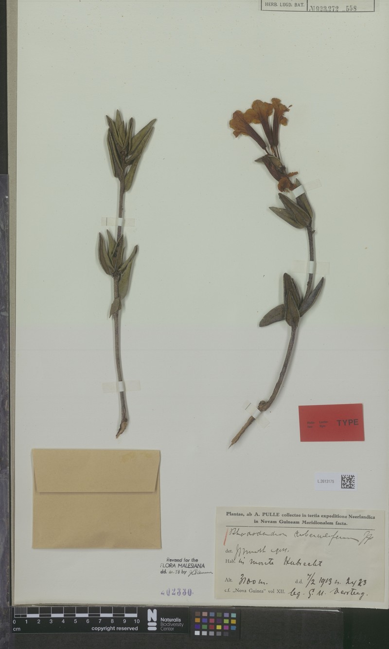 Rhododendron tuberculiferum photo 5