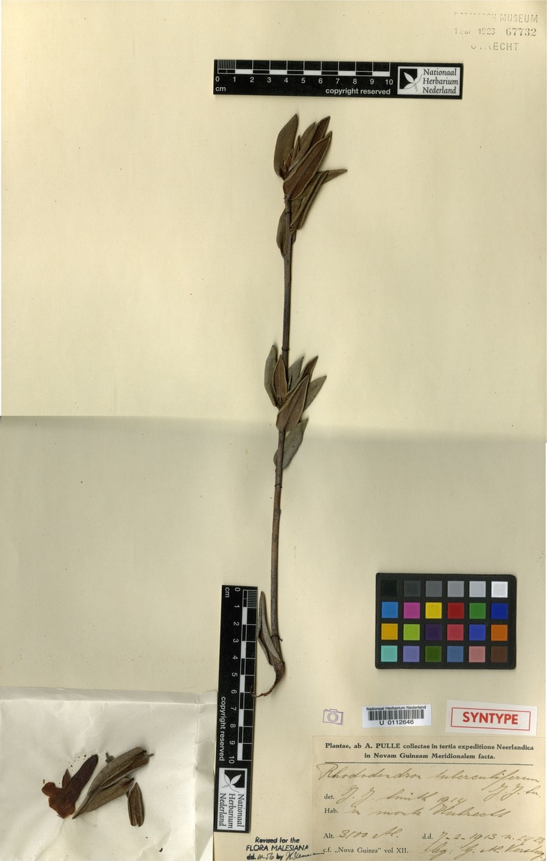Rhododendron tuberculiferum photo 6