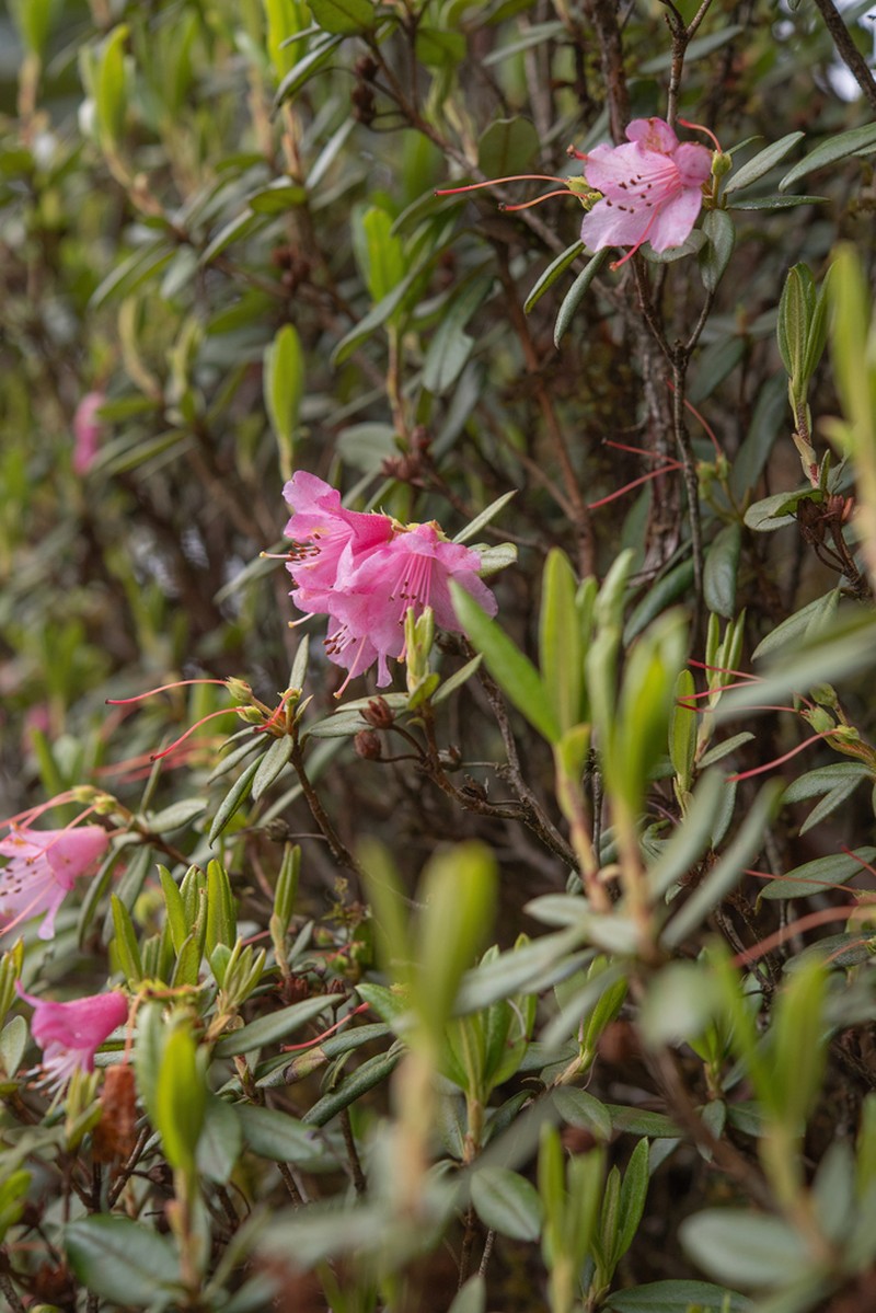 Rhododendron tubiforme