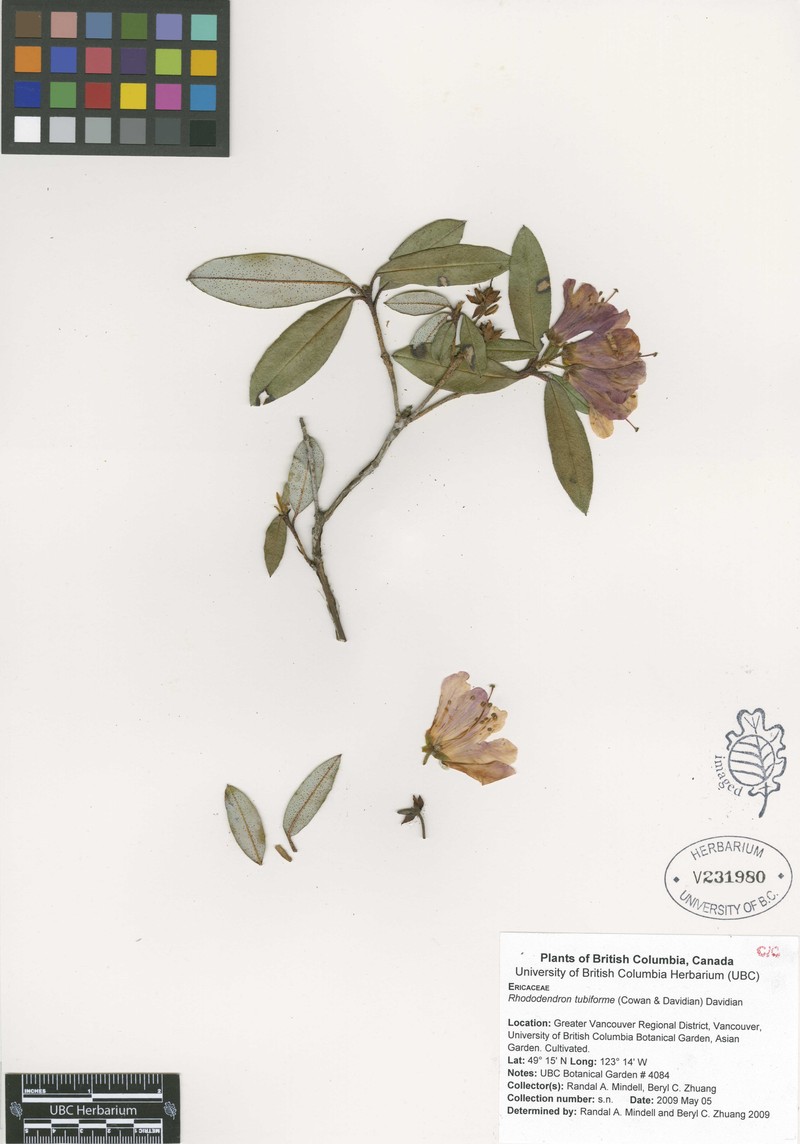 Rhododendron tubiforme photo 2