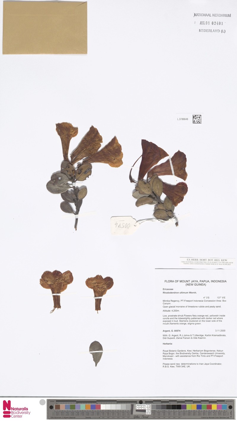 Rhododendron ultimum