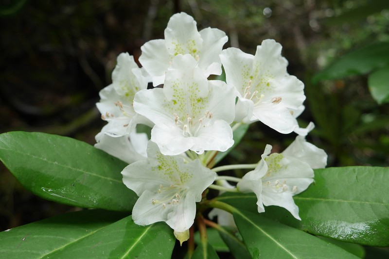 Rhododendron ungernii
