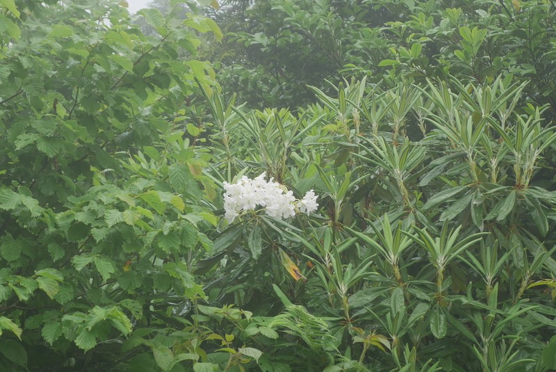 Rhododendron ungernii photo 2