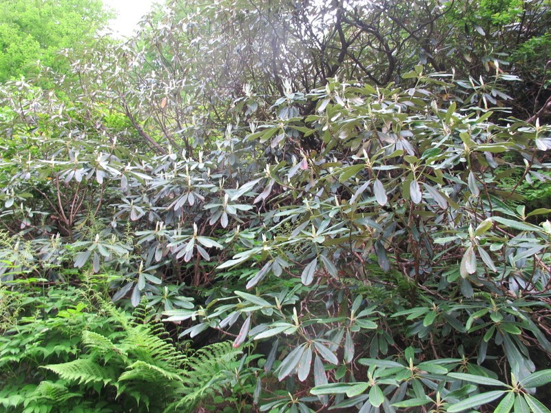 Rhododendron ungernii photo 3