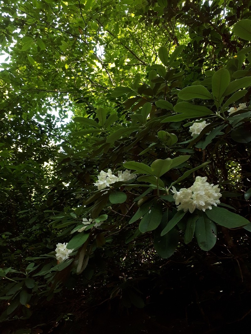 Rhododendron ungernii photo 5