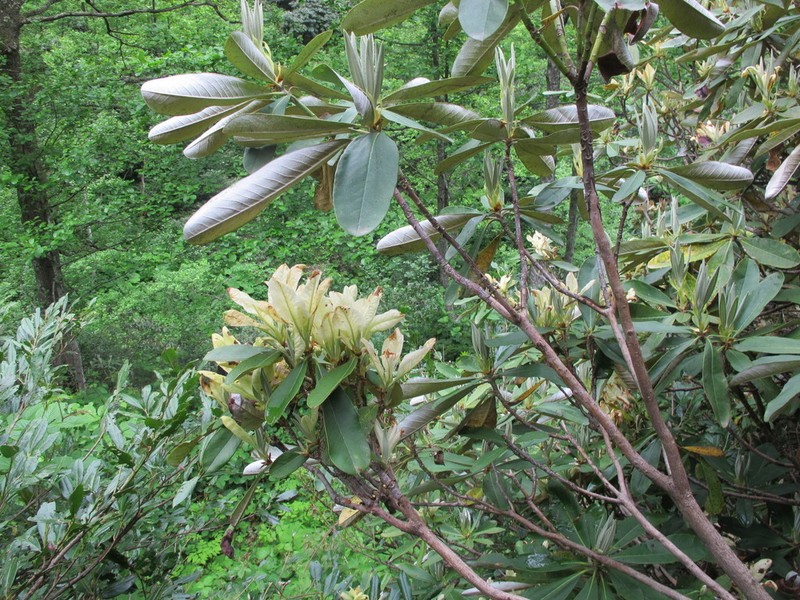 Rhododendron ungernii photo 6