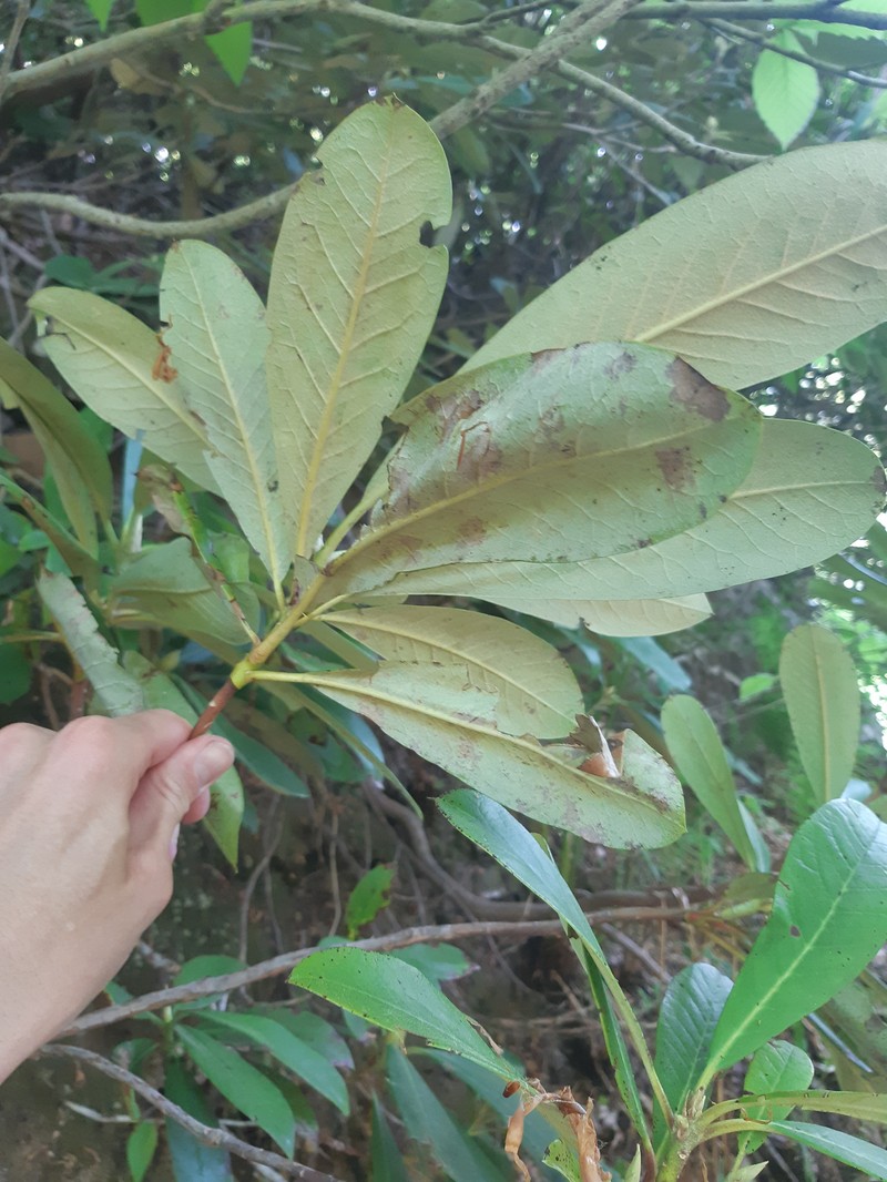 Rhododendron ungernii photo 7